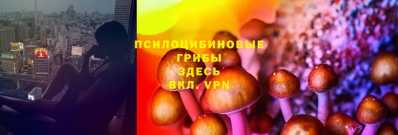 Псилоцибиновые грибы Cubensis  Аксай 